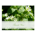 El Wildflower le agradece postal
