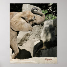 Elefante afortunado posters