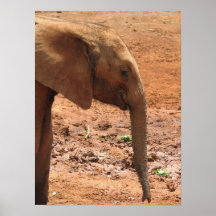 Elefante africano del bebé impresiones
