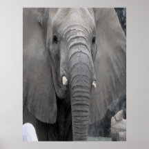 Elefante africano impresiones