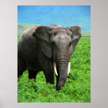 Elefante africano impresiones