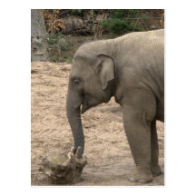 Elefante asiático tarjetas postales