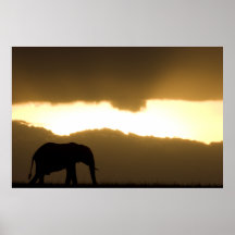 Elefante at Sunrise Poster