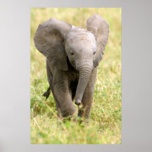 Elefante bebé posters