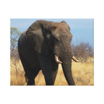 Elefante de Africian Impresiones En Lienzo Estiradas