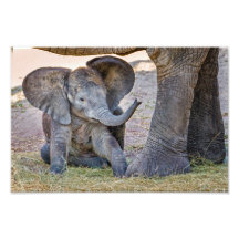 Elefante del bebé fotos