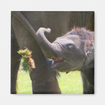 Elefante del bebé imanes de nevera