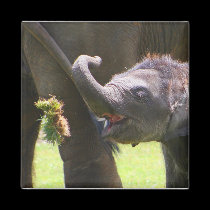 Elefante del bebé imanes