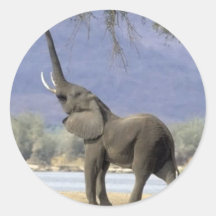 elefante etiqueta