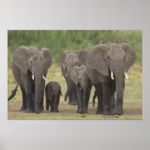 Elefante Family Poster
