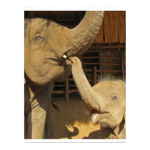 Elefante feliz de la madre y del bebé posters