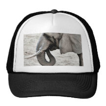 Elefante Gorro