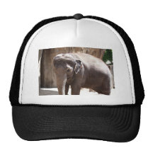 Elefante Gorro