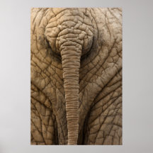 Elefante Horneas Poster