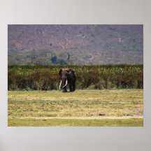 Elefante masivo poster