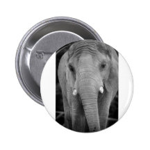 Elefante Pins