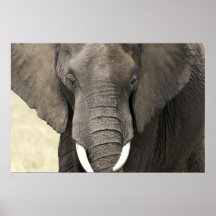 Elefante Portrait Impresiones