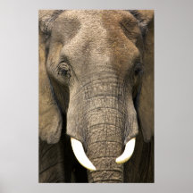 Elefante Portrait Posters