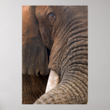 Elefante Portrait Poster