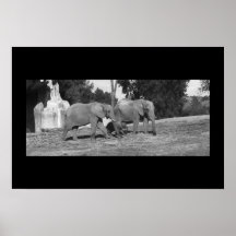 Elefante Posters