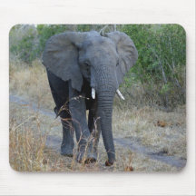 Elefante surafricano tapete de raton