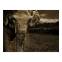 Elefante Tarjeta Postal