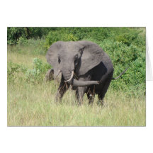 Elefante-Uganda-África Felicitaciones