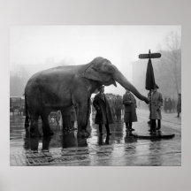 Elefante Umbrella, 1923 Impresiones