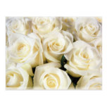 Elegancia del rosa blanco postal