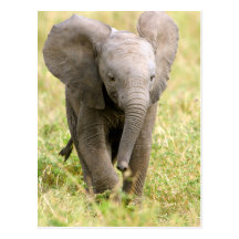 Elephant Baby Postkarte