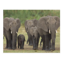 Elephant Family Postkarte