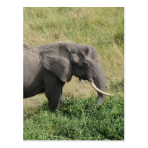 Elephant-Uganda-Africa-2 Postal