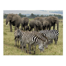 Elephants and Zebras Postkarte