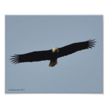 elevación de 8X10 Eagle calvo Impresión Fotográfica