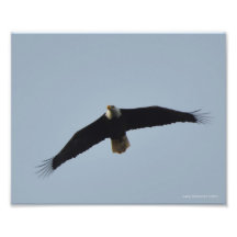 elevación de 8X10 Eagle calvo Impresión Fotográfica