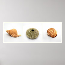 Ella vende el poster de los Seashells
