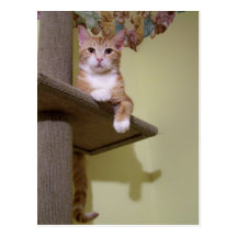 en árbol del gato tarjeta postal