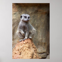 en el parque zoológico… impresiones