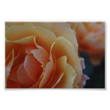 En la floración arte fotográfico