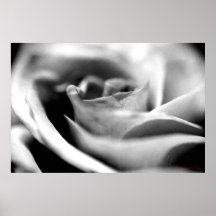 En la floración poster