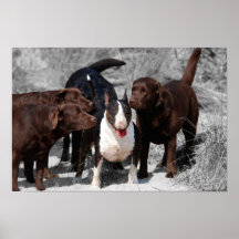 En Labradors de bull terrier Poster