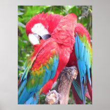 En loros del amor impresiones