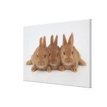 Enanos de Rabbits.Netherland Impresion En Lona