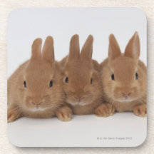 Enanos de Rabbits.Netherland Posavasos