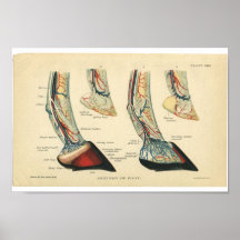 Enganche de los pies de la impresión de la anatomí posters