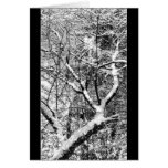 enredo de la foto blanco y negro de los árboles tarjeta