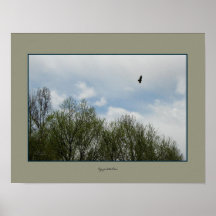 Enrolle el halcón de la marea en poster del cielo 