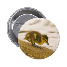 Entchen Anstecknadelbutton