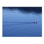 Ente duck postkarte