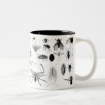 Entomología, miriápodos y arácnidos taza de café